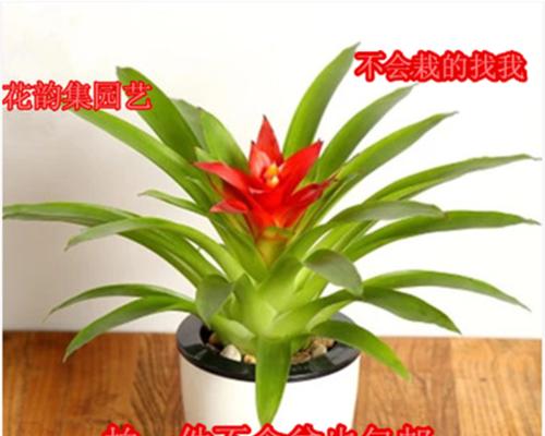 以鸿运当头花的养殖技巧（如何培养鲜艳红彩的鸿运当头花）