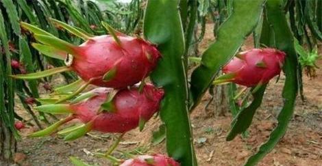 在家种植火龙果的方法与技巧（一起来种植健康美味的火龙果吧！）