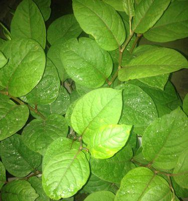 以扫一扫鉴定植物——科技助力植物识别（利用智能手机扫描植物，轻松辨识植物品种和特征）