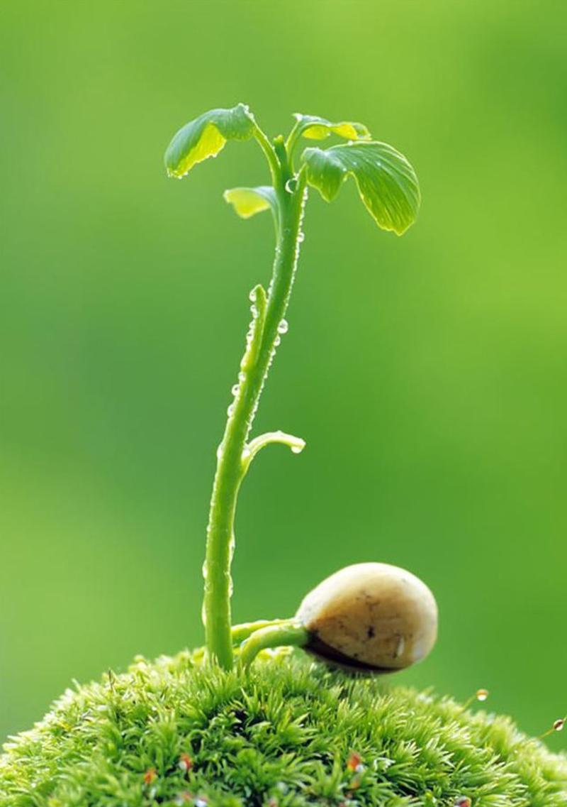 解决苹果11绿色掉漆问题的有效方法（苹果11绿色掉漆问题修复指南，有效保护你的手机外壳）