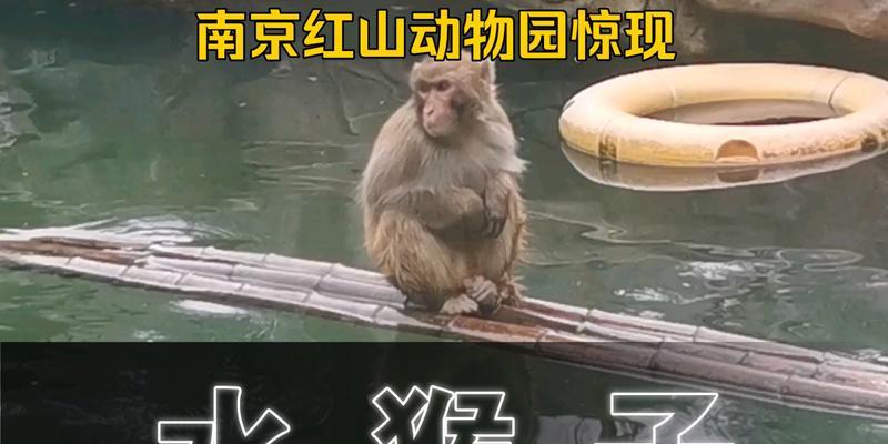 水猴子是什么动物（水猴子的传说故事）