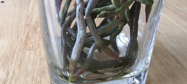 水培兰花烂根怎么补救（从烂根到恢复花期）
