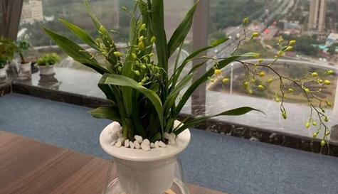 水培兰花烂根怎么补救（从烂根到恢复花期）