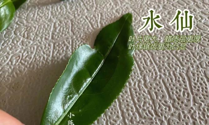 水仙和肉桂的区别与优势（探寻两种常见的香料味）