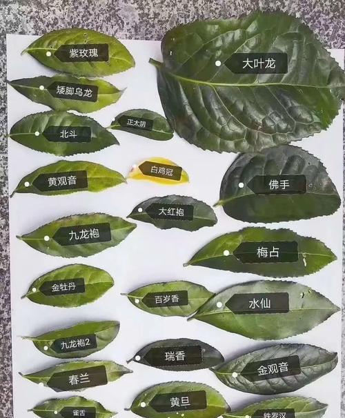 水仙和肉桂的区别与优势（探寻两种常见的香料味）