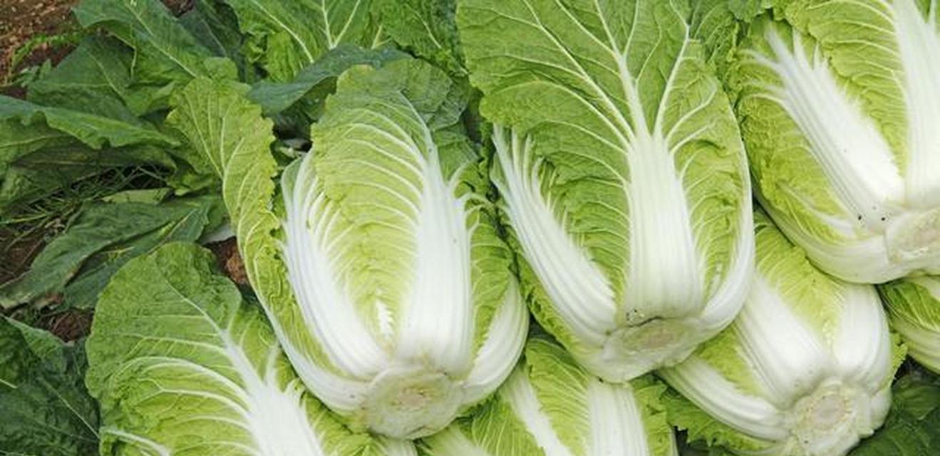 如何识别甲醛白菜（3种简单有效的方法保护您的餐桌安全）