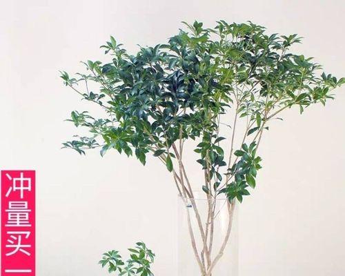 客厅最旺宅的水培植物（打造室内绿洲）