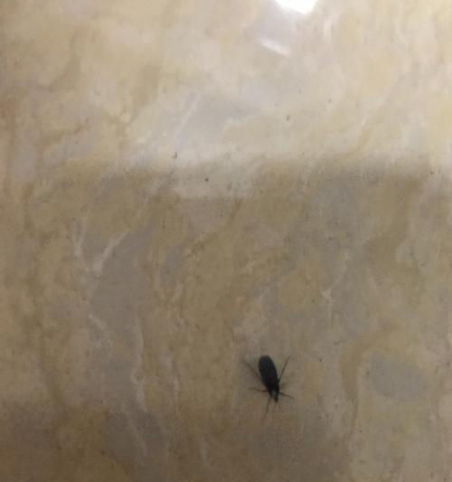 饮水机放出虫子的原因及预防方法（揭开饮水机背后的虫源）