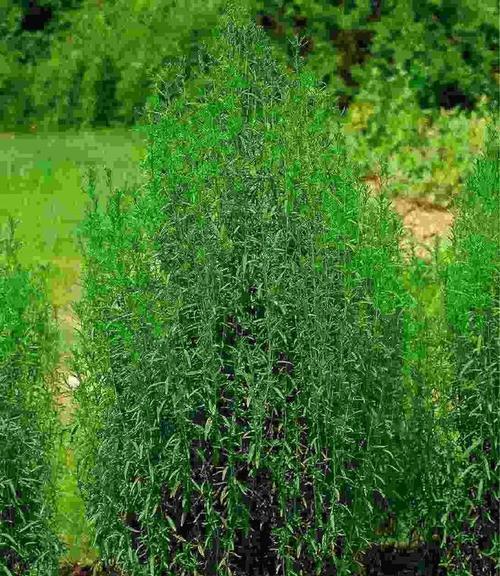 以白鲜皮种子冰柜催芽方法（通过低温催芽促进种子萌发的有效技巧）