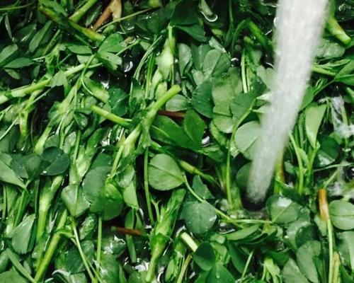 发掘冰箱里的宝藏——寻找野菜的方法（轻松摄入营养）