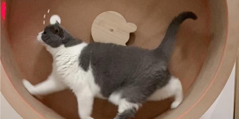 如何让猫咪追上跑步机（解决猫咪无法追上跑步机的问题）