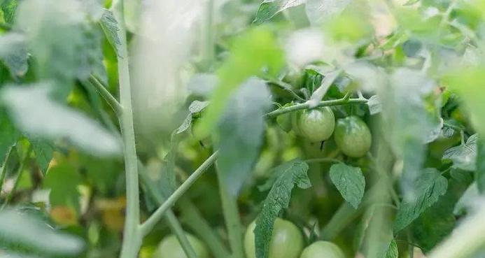 春节小长假如何安排游戏时间？没时间玩游戏怎么办？