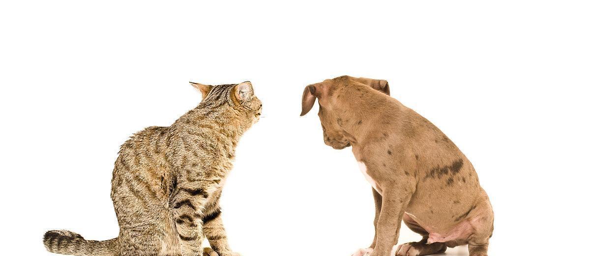 小猫背对动画镜头如何制作？