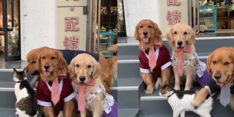 小猫背对动画镜头如何制作？