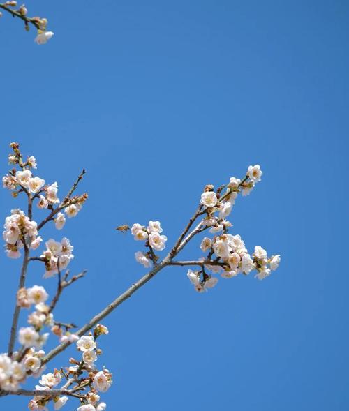 如何正确摆放手机拍摄梅花？手机拍照姿势有哪些技巧？