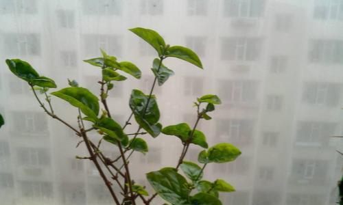 电脑自动关机不加班的原因是什么？