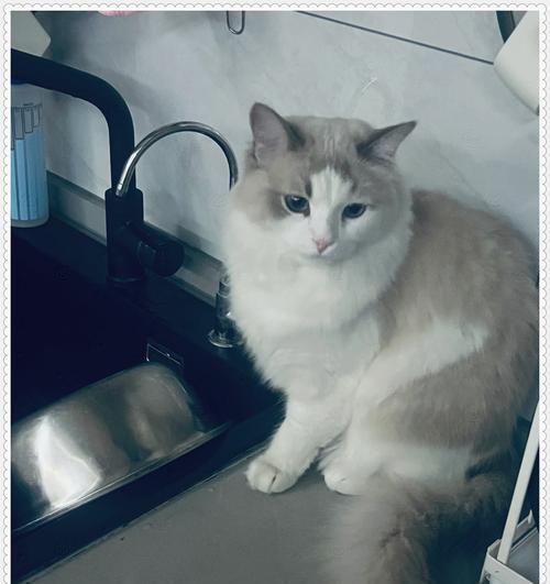 偷用妈妈手机拍照小猫被发现怎么办？如何解释？