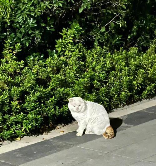 偷用妈妈手机拍照小猫被发现怎么办？如何解释？