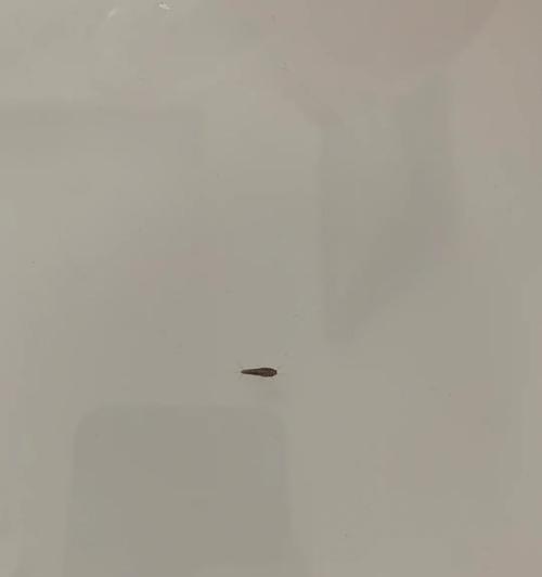 笔记本电脑里有虫子怎么处理？虫子进入电脑后如何修复？