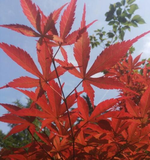 如何用手机捕捉红叶的美丽？