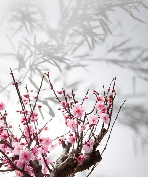 拍摄梅花时手机应如何摆放？有哪些拍照姿势技巧？