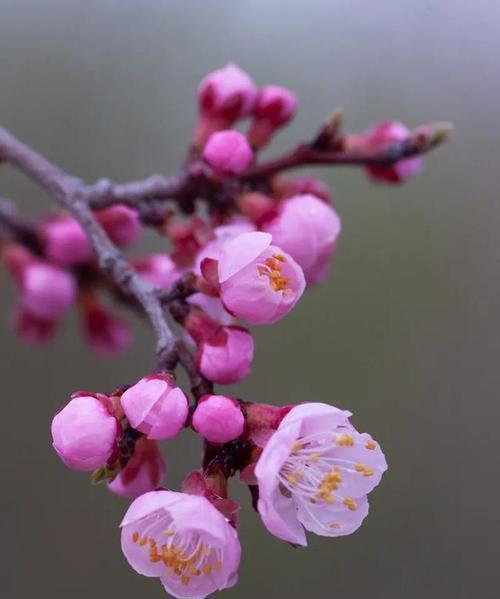 拍摄梅花时手机应如何摆放？有哪些拍照姿势技巧？