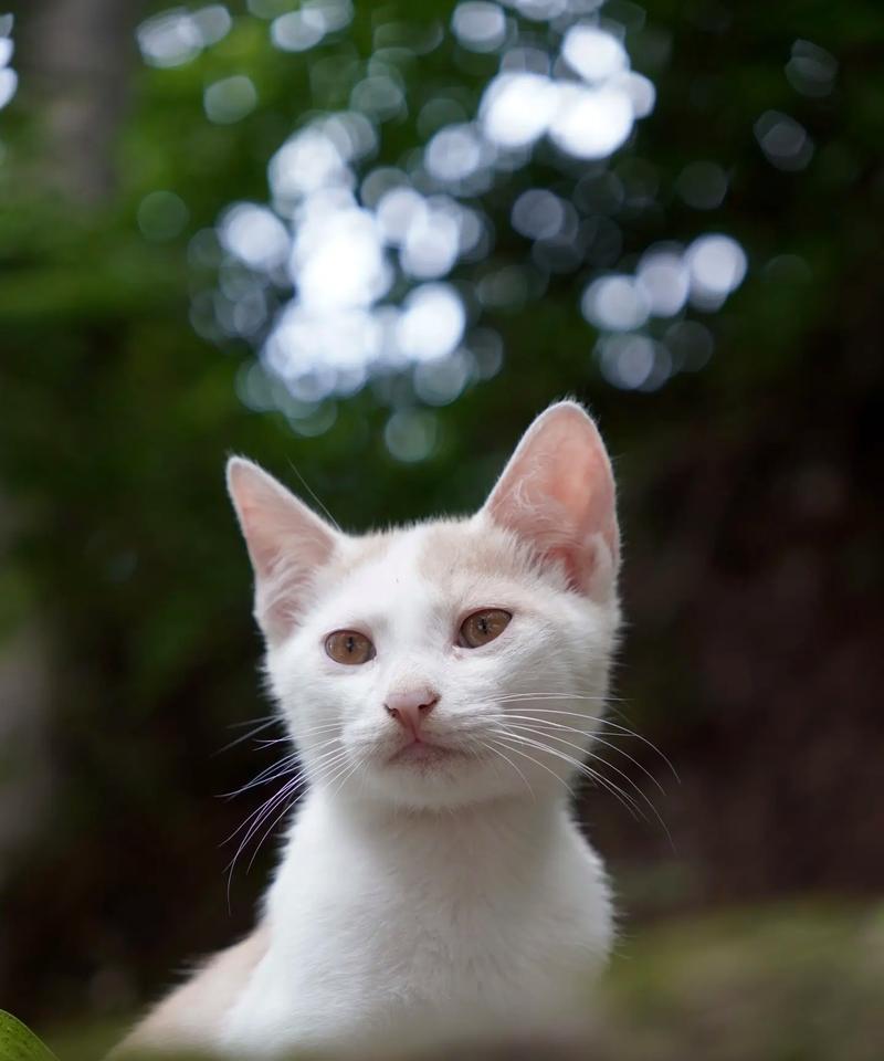 猫狗视野摄像头手机拍照方法？