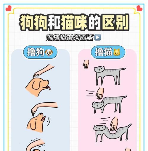 猫狗视野摄像头手机拍照方法？