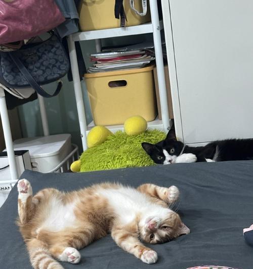 猫狗视野摄像头手机拍照方法？