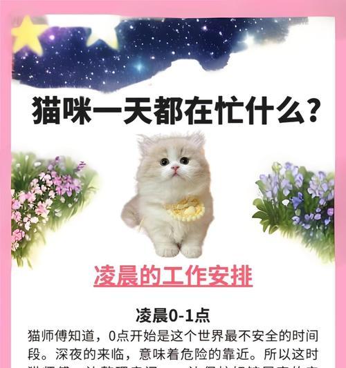 小猫坐在笔记本电脑上如何处理？