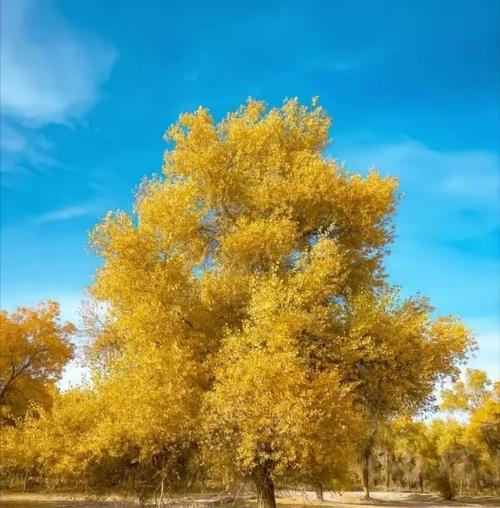 数码相机拍摄外景有哪些技巧？如何拍出好看的照片？