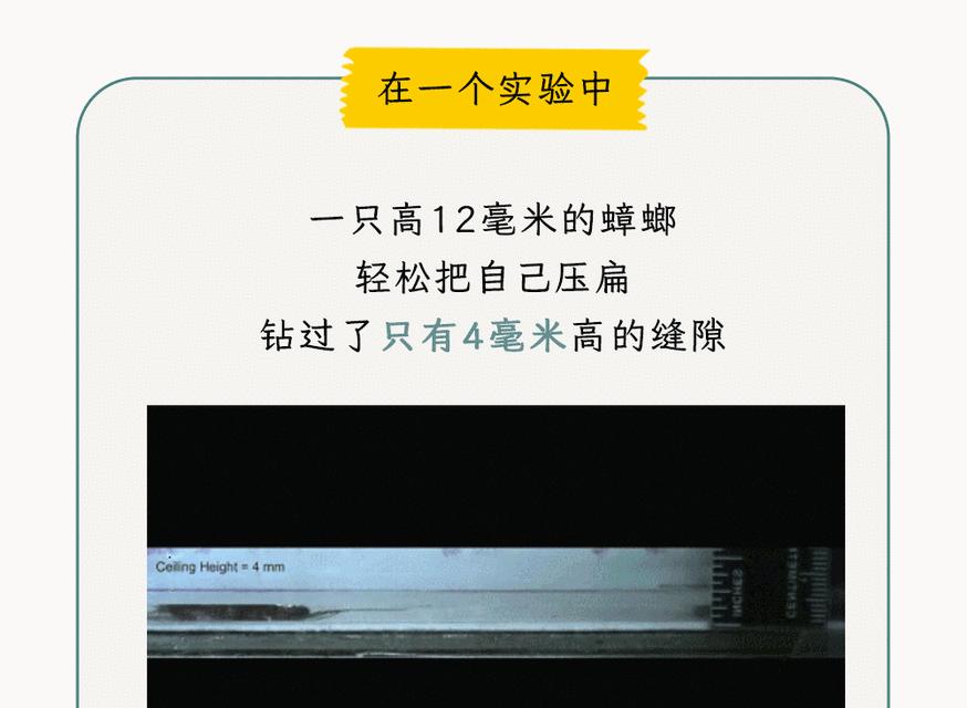 蟑螂钻入路由器会有什么后果？如何预防这种情况？