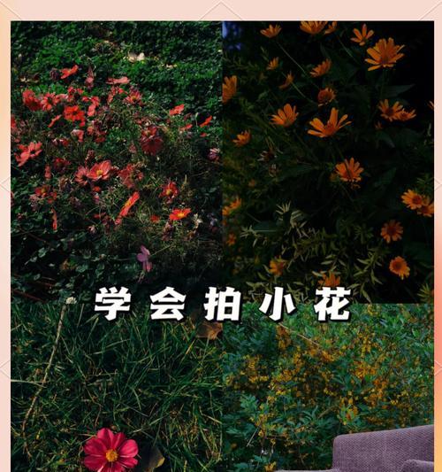 苹果手机如何拍摄美丽的花朵照片？