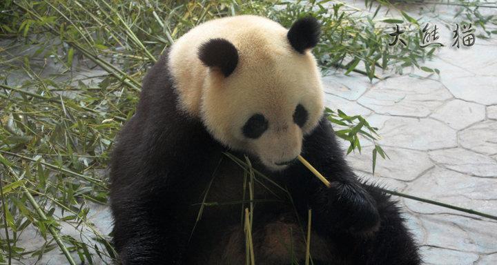 如何用佳能相机拍出好看的熊猫照片？有哪些拍摄技巧？