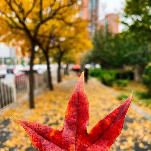 苹果手机使用近镜头拍摄的技巧是什么？效果如何？