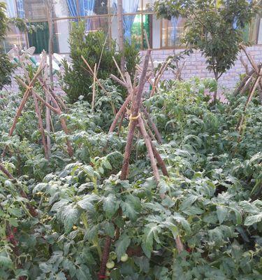 太康苹果手机厂的具体位置在哪里？如何前往参观？